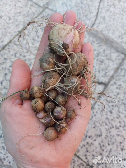 Декоративные луки