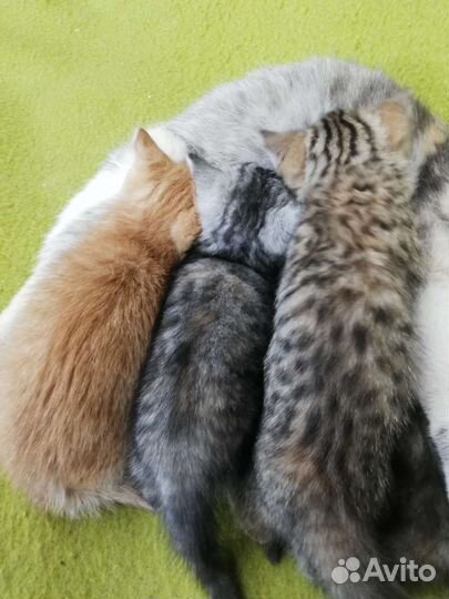 Котята в дар