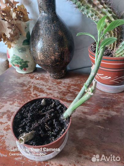 Бругмансия