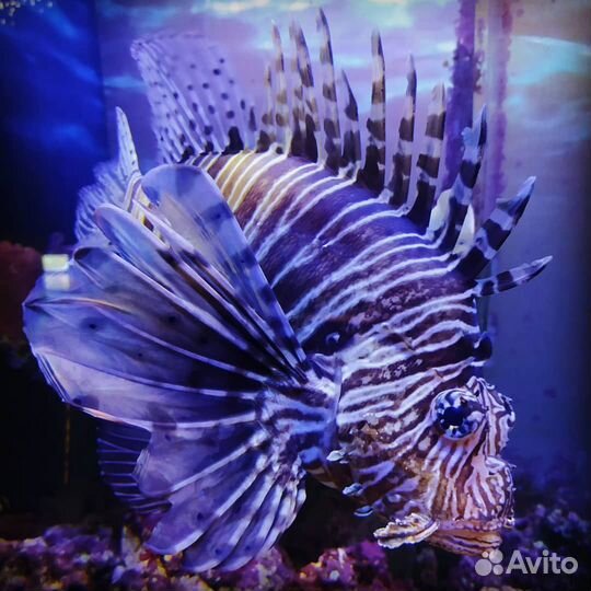 Москвариум