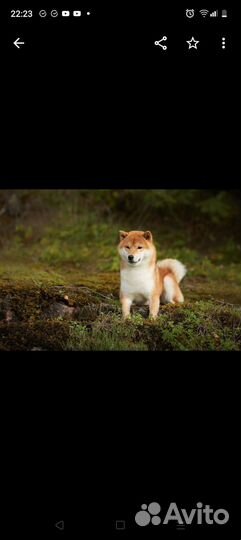 Продаётся щенок Сиба-Ину