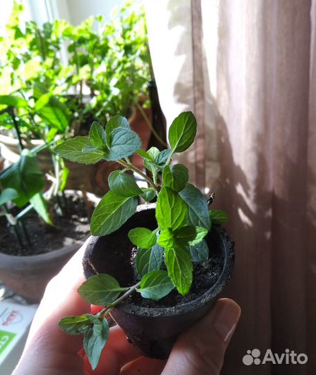 Мята комнатная