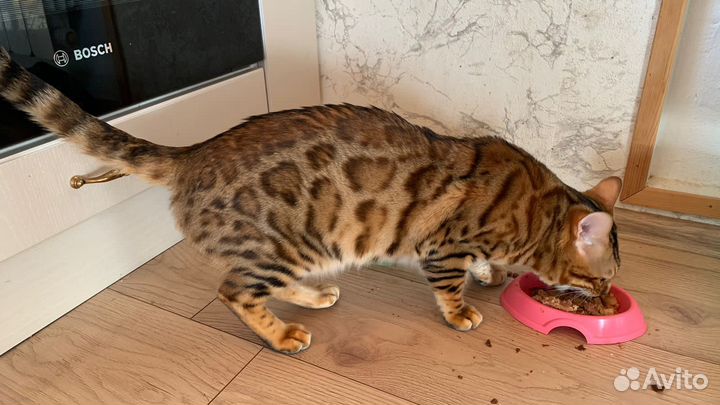 Бенгальский кот вязка