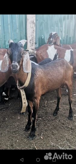 Англо Нубийский козел