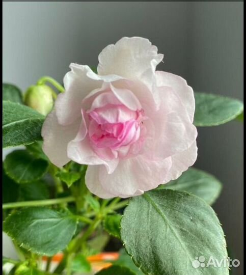 Домашние цветы