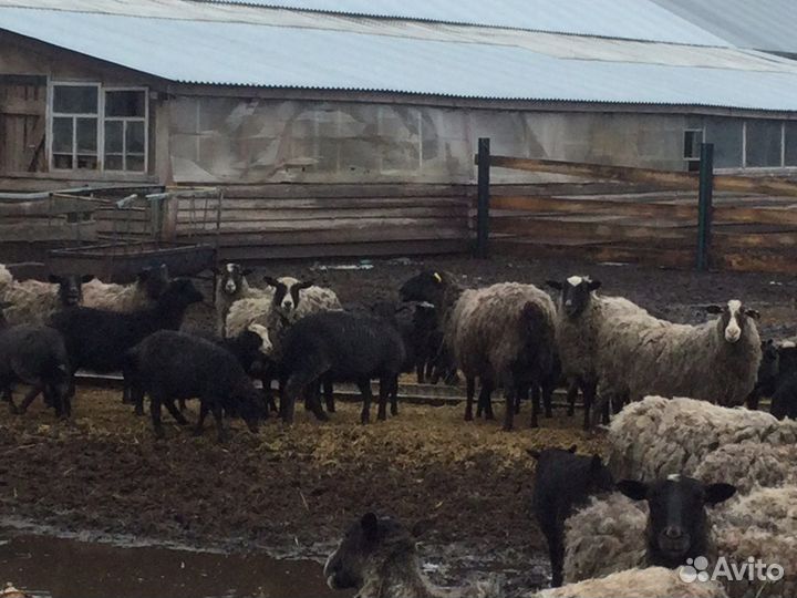 Рамановские ярочки и барашки