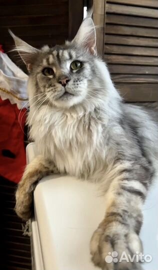 Подрощеный Роскошный мальчик (в разведение)