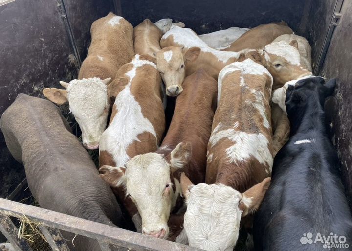 Бычки телки от 1 до 8 месяцев