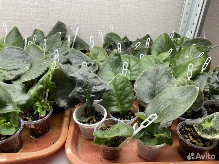 Укорененные черенки фиалок