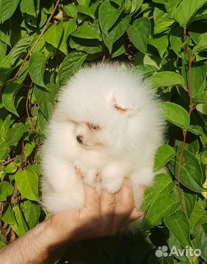 Шпиц мишка белый мальчик