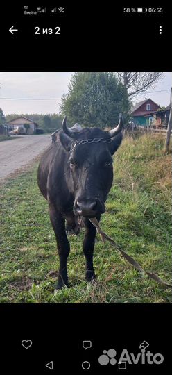Корова стельная дойная