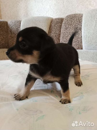 Мини той-терьер щенки