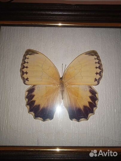 Бабочка Стихофтальма китайская