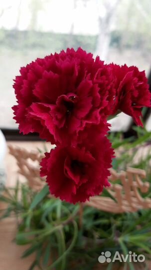 Гвоздика ампельная комнатная горшечная