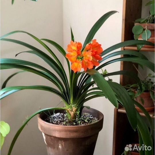 Комнатные цветы, разные