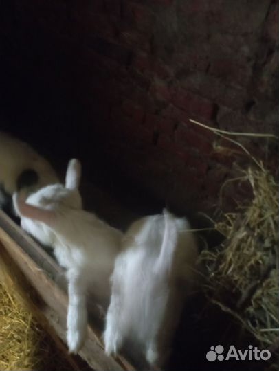 Коза и козлята