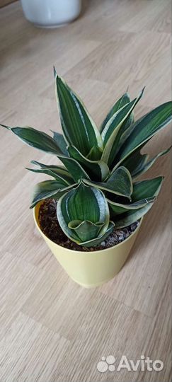 Сансевиерии сортовые