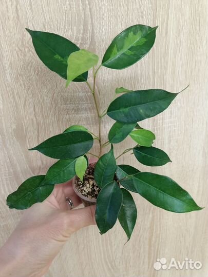 Сортовые фикусы часть 1