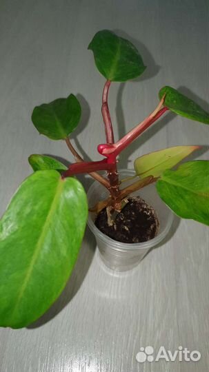 Сансевиерия лауренти