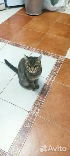 Отдам в добрые руки