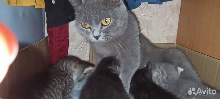 Британская кошка с котятами