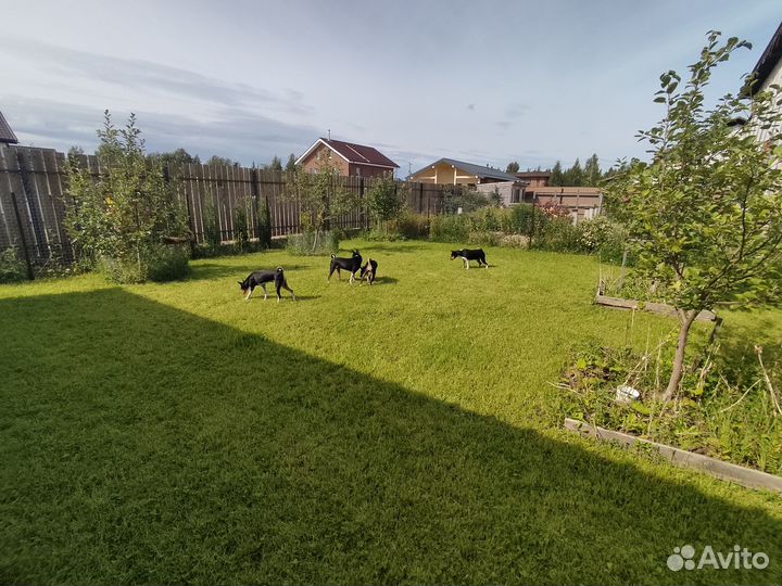 Передержка собак