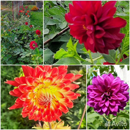 Георгины клубни