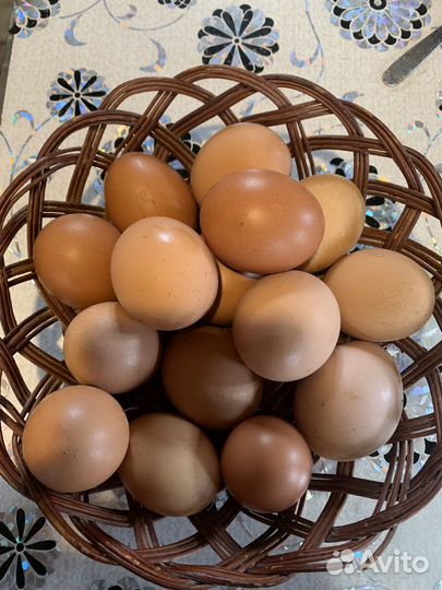 Куры несушки