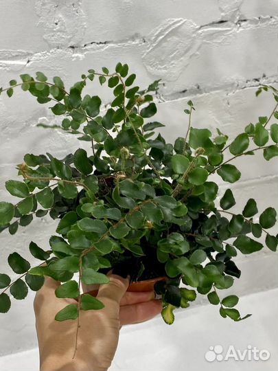 Пеллея круглолистная 25 см