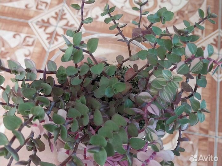 Каллизия бьянка, розовая пантера