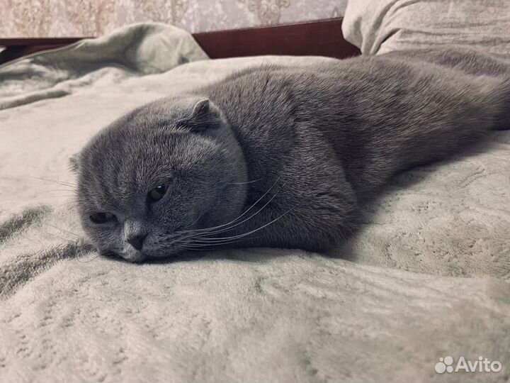 Вязка кошки