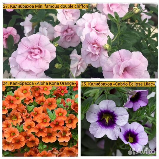Вегетативная Петуния, Калибрахоа