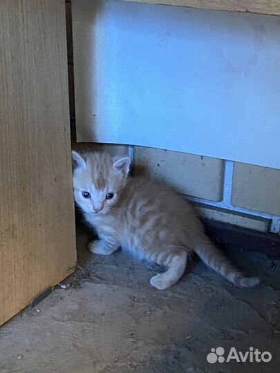 Котята 2 мальчика 3 девочки