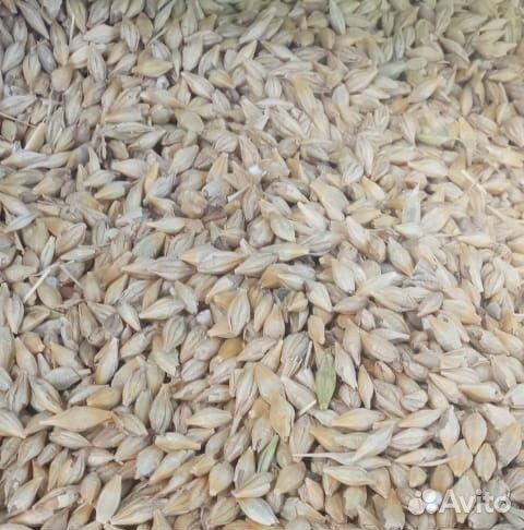 Кукуруза пшеница овес ячмень горох семечка