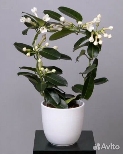 Стефанотис