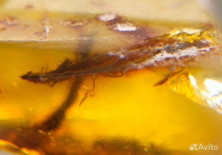 Перо и веточка / Инклюз в янтаре