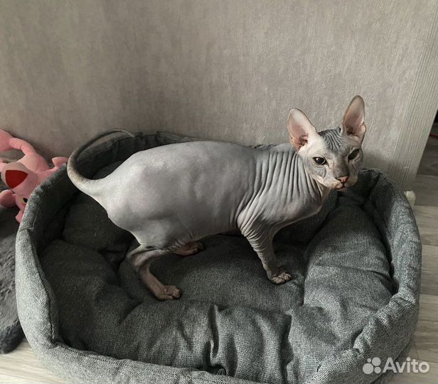 Лежанка для кота/собаки маленькой породы