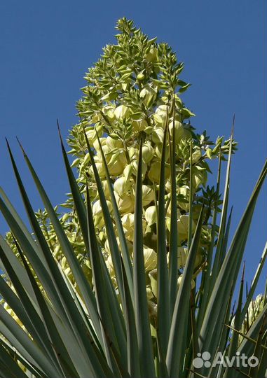 Юкка нитчатая Колор гуарт садовая