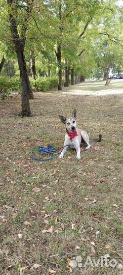 Дрессировка собак, выгул, передержка собак