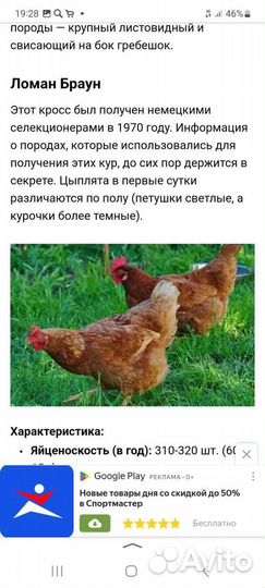 Инкубационное яйцо