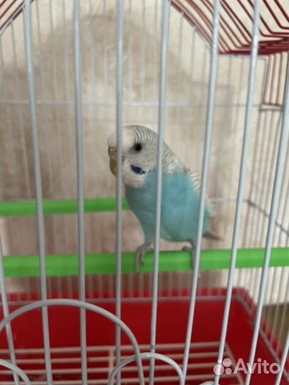 Попугай волнистый с клеткой