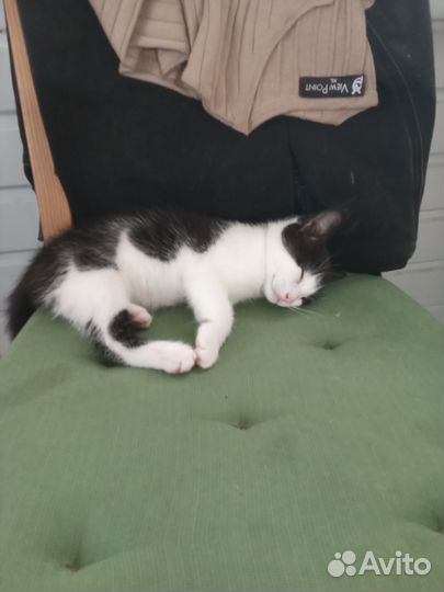 Отдам котика в добрые руки