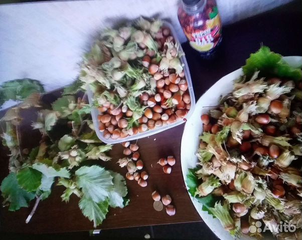 Саженцы фундука