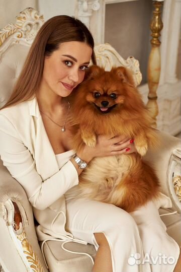 Шпиц на фотоссесию