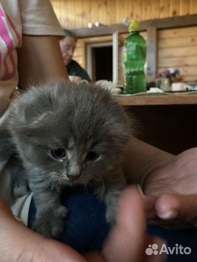 Котята Шотландские+Британские