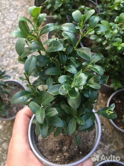 Саженцы самшита на озеленение