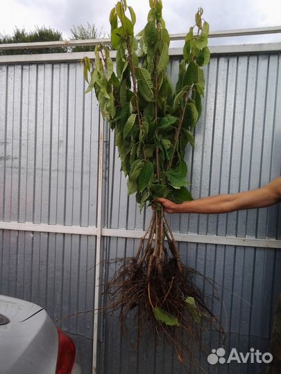 Саженцы вишни и черешни