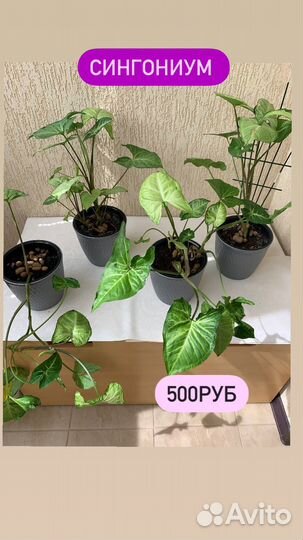 Комнатные растения цветы
