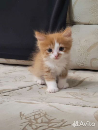 Кошка в дар