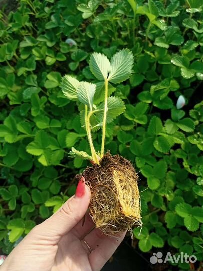 Рассада клубники